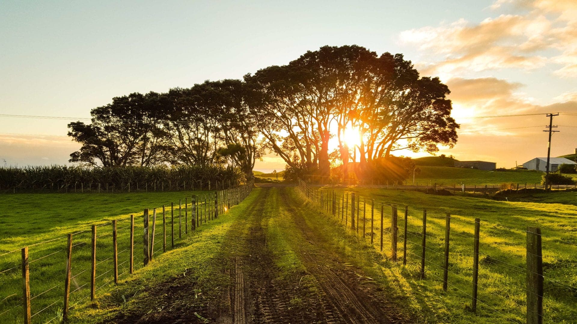 Founder and Shareholder Agreements for AI Software Companies in New Zealand