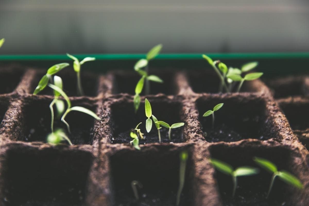 What Are Plant Breeders’ Rights? (2026 Updated)