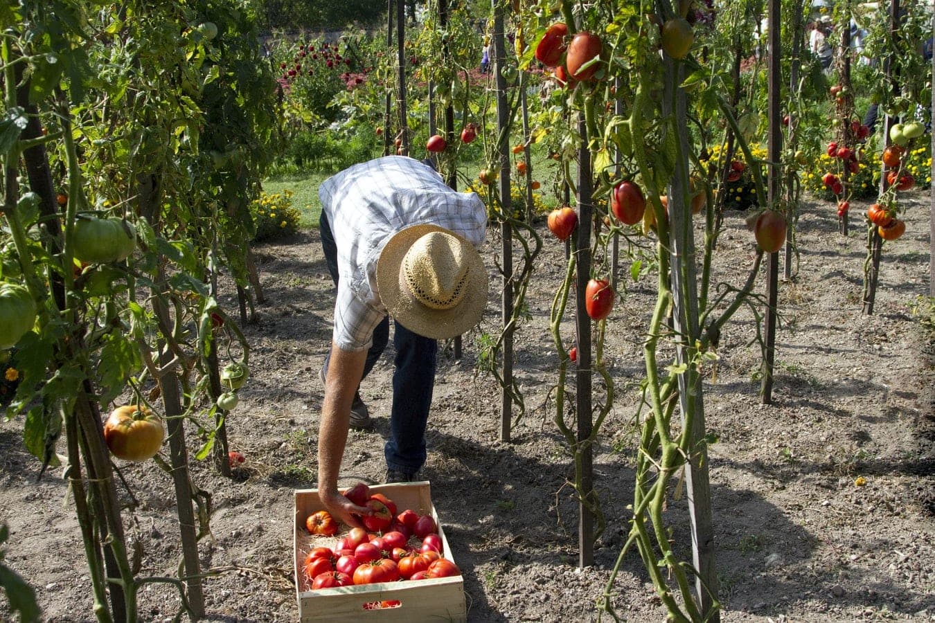 Do I Need To Pay My Staff A Minimum Rate If They Are Being Paid A Piece Rate? (2026 Updated)