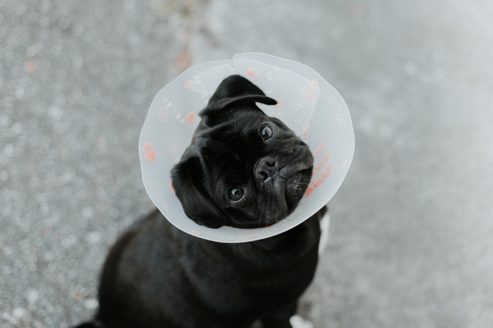 Starting A Business In The Pet Industry (2026 Updated)