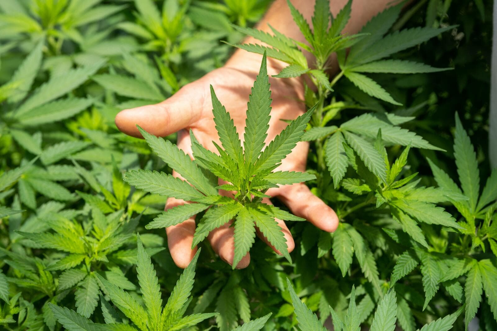 A Guide To Hemp Laws In New Zealand (2026 Updated)