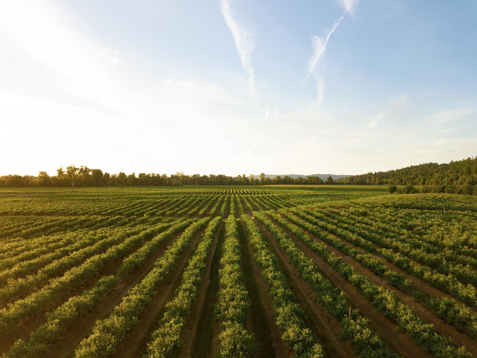 A Legal Guide To Agribusiness (2026 Updated)