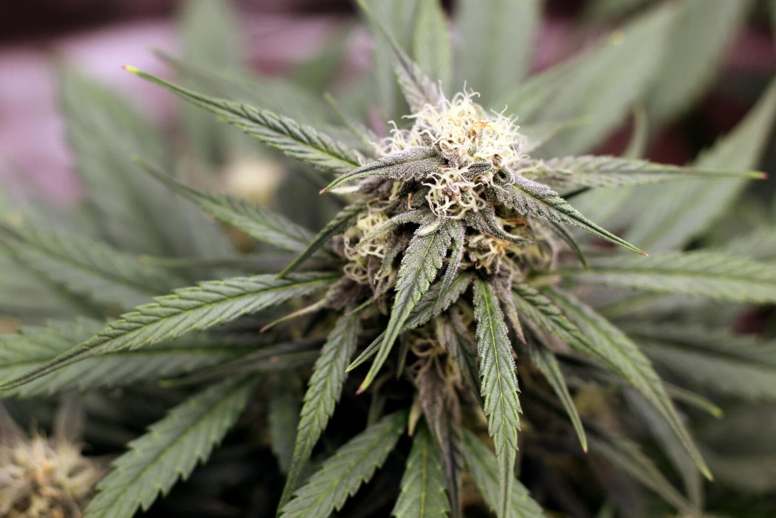 Starting A Medicinal Cannabis Business In New Zealand: A Legal And Practical Guide (2026 Updated)