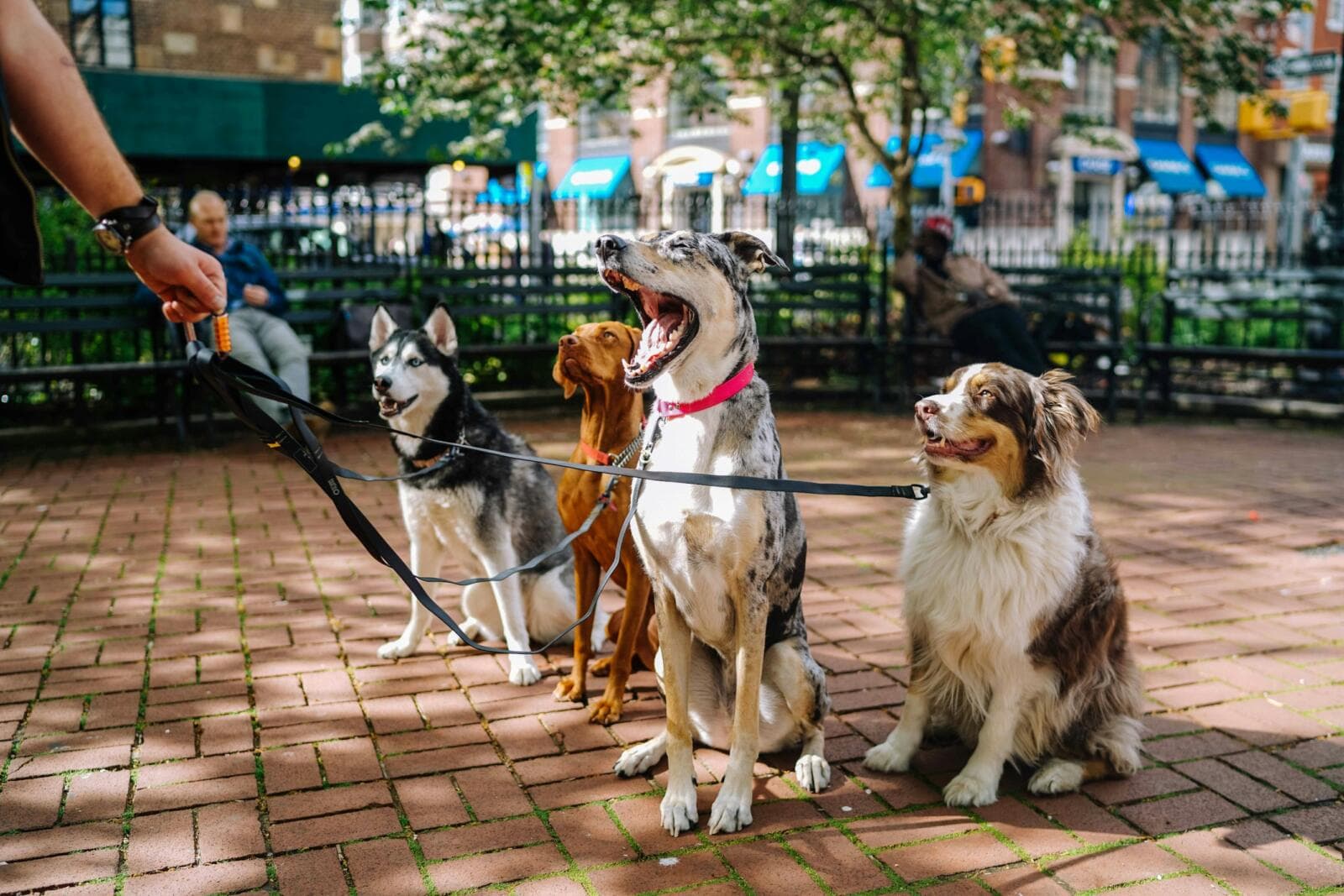 How To Start A Dog Walking Business
