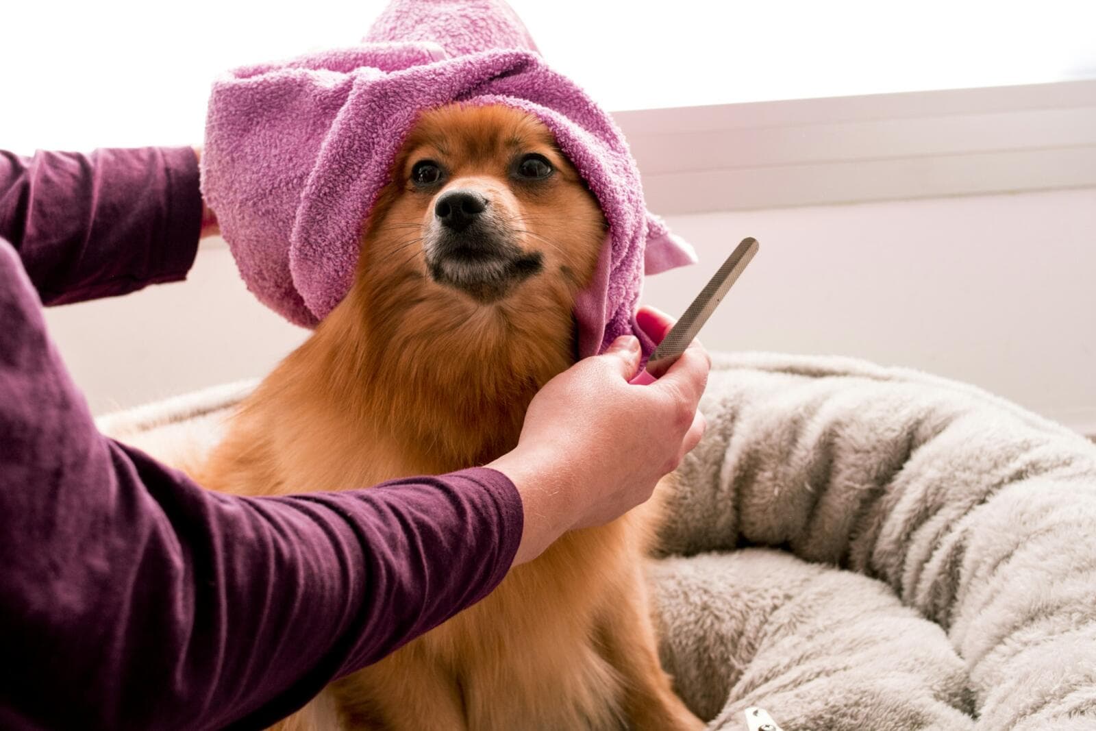 How To Start A Dog Grooming Business